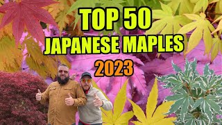 Top 50 Japanese Maples of 2023 | Customer Choice (#50-26) | MrMaple.com Podcast