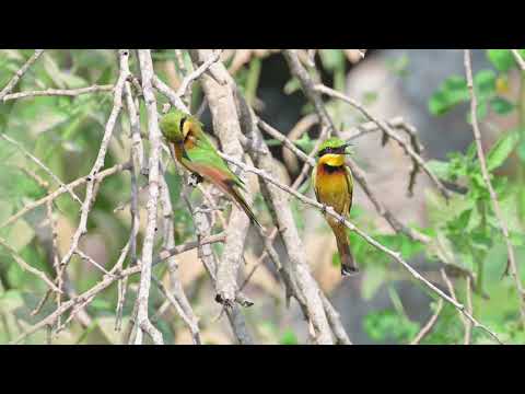 Little Bee-eater (Merops pusillus) - Farasuto Forest (Gambia) 19-11-2024