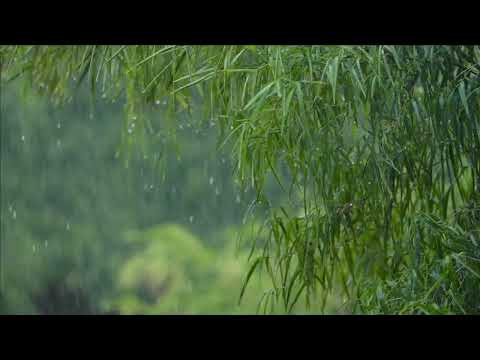 🔴 Soothing Rain Sounds, Create a Relaxing Atmosphere, Sleeping 😴 (Nature Quest)