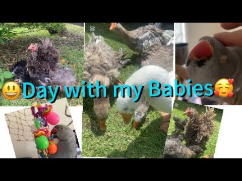 🥰#petparrot #petchickens #babychicks #petgoose #birds #indianringneck #petvideos #animallover #pets