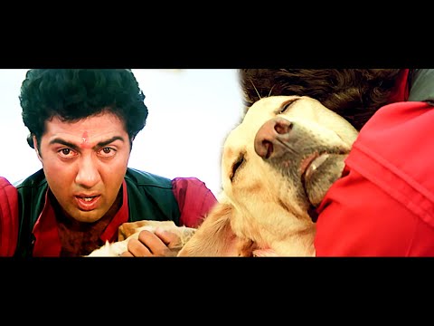 सनी देओल के कुत्ते को गोली मार गर्लफ्रेंड को उठाया | BETAAB | Sunny Deol | Amrita Singh