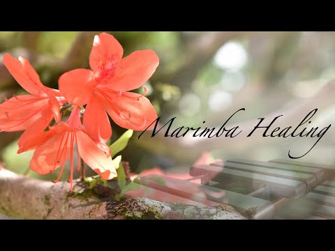 マリンバの響きに包まれる｜ヒーリングミュージック healing music｜癒しのひと時｜睡眠 BGM｜朝 つつじ｜６０分  ※ヘッドホン・イヤホン・外部スピーカー推奨