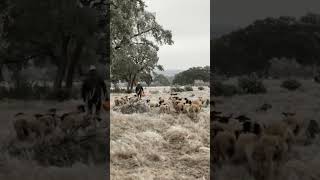 My shepherd and his 60 sheep daughter #shorts #shepherdlife