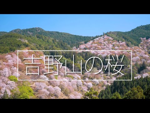 吉野山の桜 中千本、吉水神社と如意輪寺