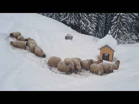 VILLAGE LIFE  in a SNOWY and COLD DAY