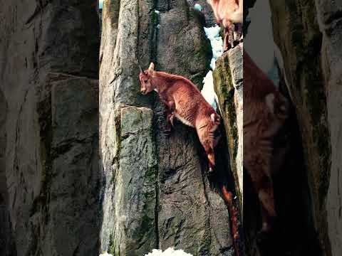 Mountain goat goat video #wildlife #wildbirdlife #nature #wildbirds