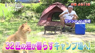 「ねこ自慢」9/28(水)は…猫がたくさんいるキャンプ場をサンシャイン池崎が訪問！猫とバーベキュー！猫が長生きするご飯を池崎が手作り！