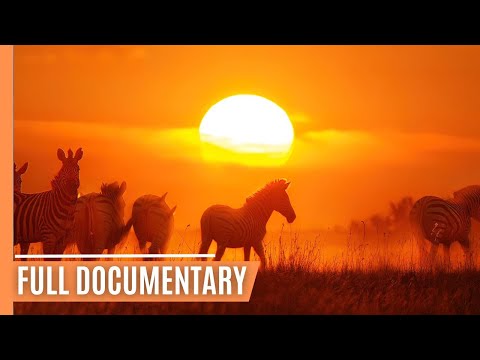 Dust & Stripes - Zebras in the Kalahari Desert