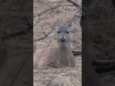 Resting Deer Face #deer #wildlife #shorts