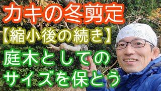 【柿(カキ)の冬剪定】小さく維持して実も楽しめる庭木の手入れ法(2024年12月)🍂🟠