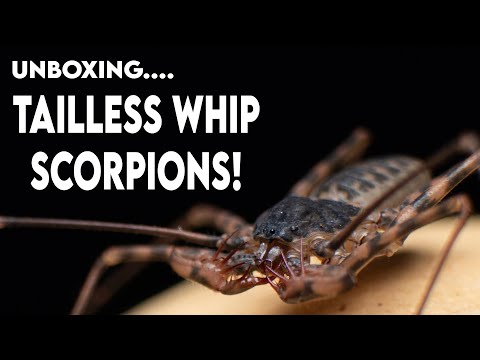 First Time Handling Tailless Whip Scorpions... The Infamous "Spider" from Harry Potter [UNBOXING]