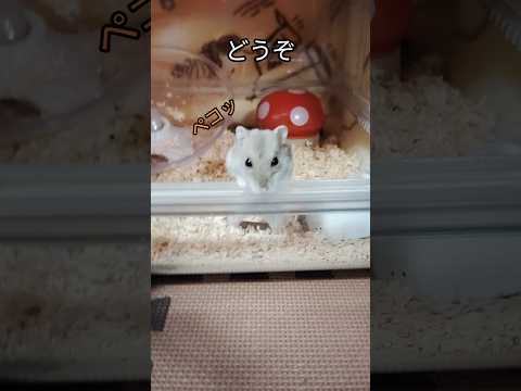 表情豊かなハムスターの主張がかわいい（ピク）#ハムスター #hamsters #癒し #ジャンガリアンハムスター #主張 #cute #ペット #可愛い動物