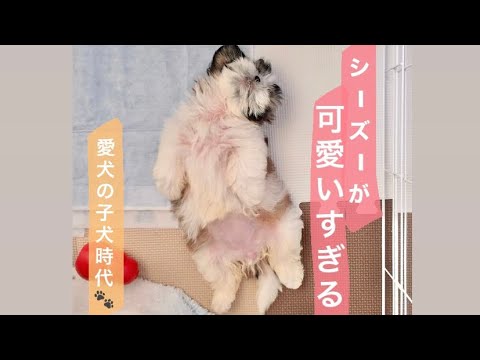 【癒し】シーズー 子犬時代めちゃくちゃ可愛いです