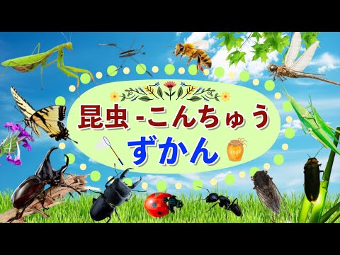 【昆虫-こんちゅう図鑑】人気な昆虫たち12種類が映像で登場するよ！2歳児、3歳児、4歳児、5歳児頃の知育動画/子供向け