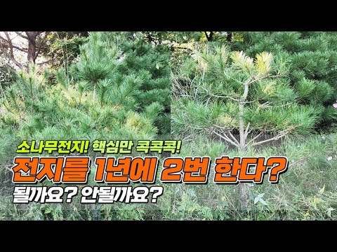 소나무전지! 핵심만 콕콕콕! 전지를 1년에 2번 한다? / 될까요? 안될까요?