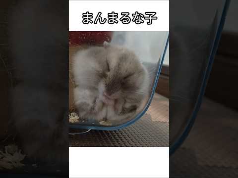 寝方が可愛いハムスター（ピク）#ハムスター #寝顔#まんまる#可愛い#癒し #hamsters #cuteanimal