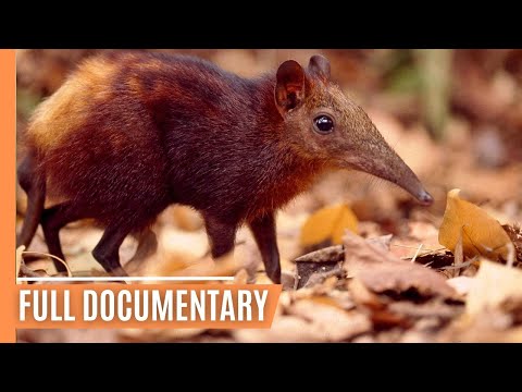 The Secret Life of Kenya's Endangered Elephant Shrews | Full Documentary