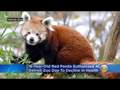 16-Year-Old Red Panda Euthanized At Detroit Zoo Due To Decline In Health