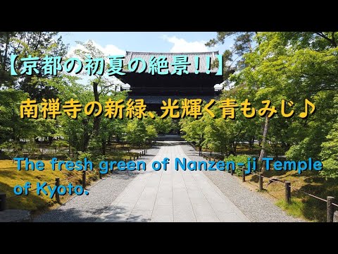 【4K】南禅寺の新緑、光輝く青もみじ♪【The fresh green of Nanzen-ji Temple of Kyoto.】