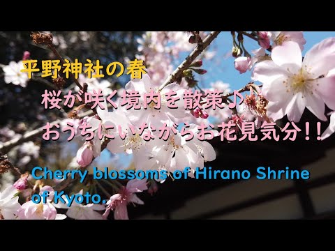 【京都観光】平野神社の桜、十月桜・御車返し、おうちでお花見♪【Cherry blossoms of Hirano Shrine of Kyoto.】