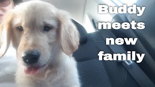 Your Buddy dog meets new family and travels to the new home - Golden retriever puppy journey to home