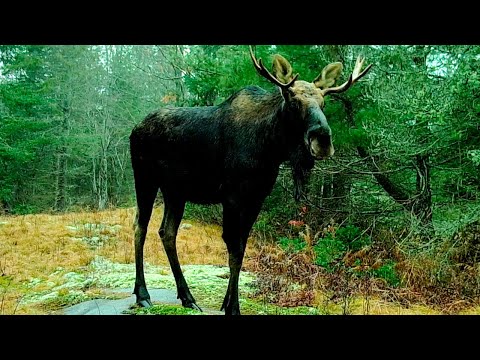 The Wildlife Around My Log Cabin in the  Canadian Wilderness