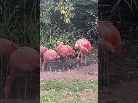 Flamingos#PinkFlamingo#FlamingoLove#FlamingoVibes#WildlifePhotography#NatureLovers#BirdWatching#Wild