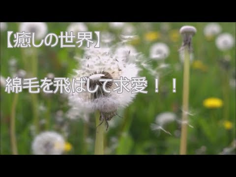 【癒しの世界】綿毛の求愛ダンス・・タンポポ