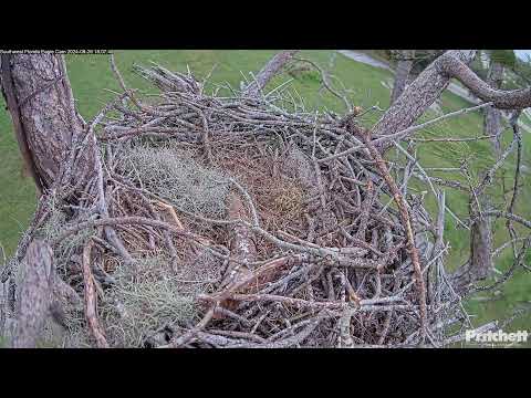 Southwest Florida Eagle Cam - Cam #2