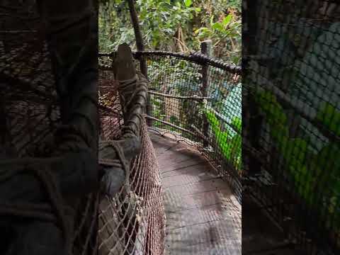 Rainforest setup in Universeum - Gothenburg #sweden #tropical #nature