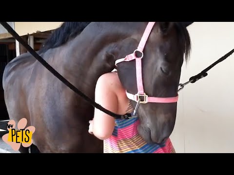 Aww These Pets Want LOVE ❤ | The Best Cute, Funny Animal Videos Compilation #9 | AFV Pets