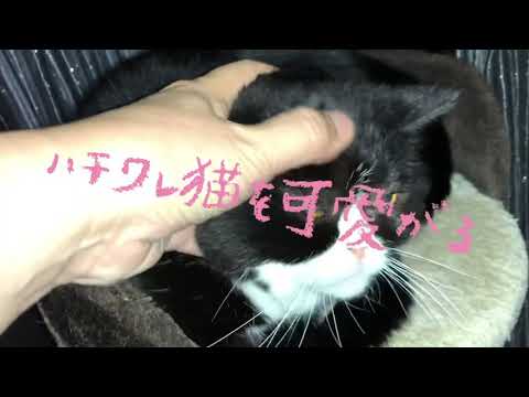 ハチワレ猫🐱を可愛がる❤️