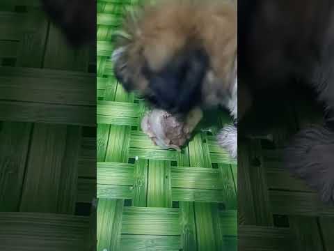 Cute little doggo #shortsvideo #doglover #youtubeshorts #shitzu #fyp #doggo #doglover #foryou