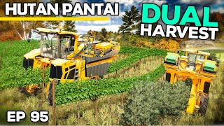 DUAL HARVEST...MEGA MONEY COMING SOON! | Farming Simulator 25 - Hutan Pantai | Episode 95