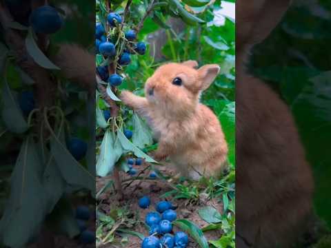 Cute bunny eating berries #rabbit#shorts#viral#cute💕💗#nature