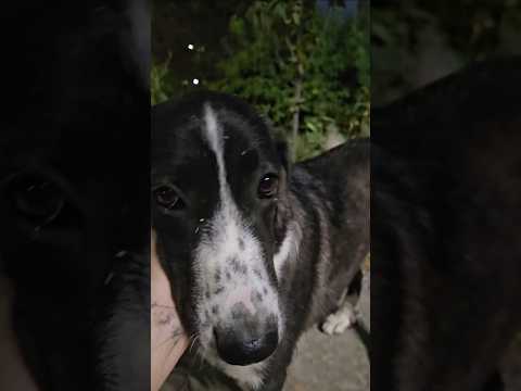 A cute street dog in Khujand, Tajikistan 애교 세상많은 길거리 멍뭄