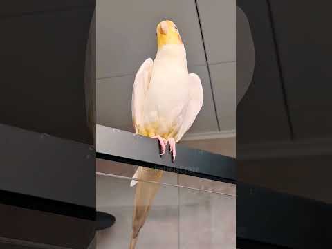 Check out these cute duet singing moments! 🎶🦜🤩 #cockatielscraze #birdsinging #cutepets