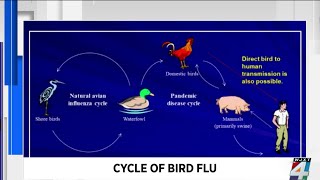 Bird flu outbreak causing egg shortage; what are the risks?