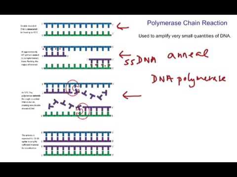 PCR