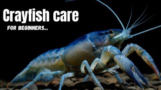 Crayfish Care 101: Expert Tips for Beginners