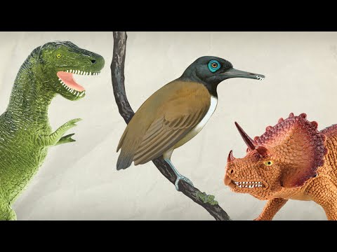 How do we know what ancient animals ate? | Encyclopaedia Britannica