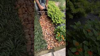 Old video #jishnuuthaman #garden #keralagarden #gardening #homegardens #homegardening #home