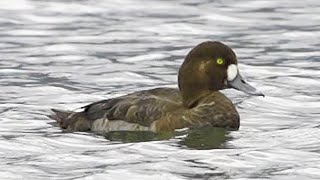 斑背潛鴨(鈴鴨)/Greater Scaup