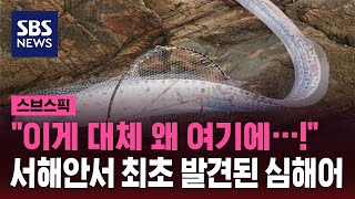 대지진 징조? 서해안서 최초 발견된 심해어 / SBS / 스브스픽