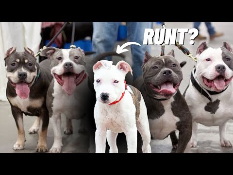 How to Know if You Have the Runt of the Litter!