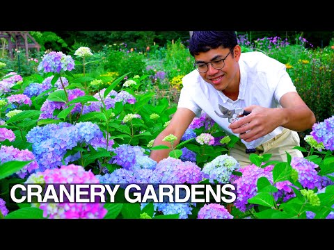 Beautiful Perennial Cut Flower Garden Tour: Early Summer