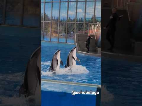 Pacific white-sided dolphins Bolt and Ipo walking on water 🐬💯