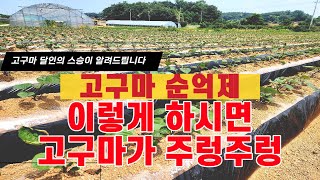 (고구마 달인의 사부가 직접! 알려주는)고구마 정식 후 순억제 비법! (with 피터스)