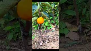 Amlok Tree Grafting | Persimmon Fruit Tree Grafting Method #shorts #grafting  #persimmon #fruit