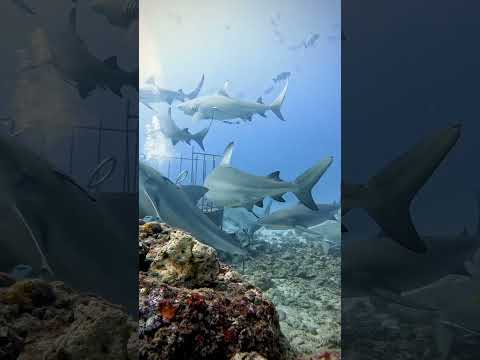 Diving with bull sharks at Barefoot Kuata in the Yasawas, Fiji